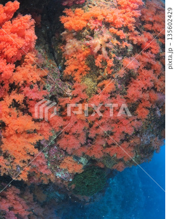 伊豆・伊東　カラフルなソフトコーラルの群落　抽象的な海中テクスチャ　水中アート背景 135602429