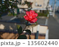 赤い花 135602440