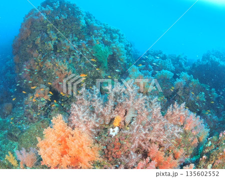 伊豆・伊東 コピースペースのあるソフトコーラルの海中風景 キンギョハナダイが泳ぐ水中背景素材 伊豆・伊東 コピースペースのあるソフトコーラルの海中風景 キンギョハナダイが泳ぐ水中背景素材 135602552