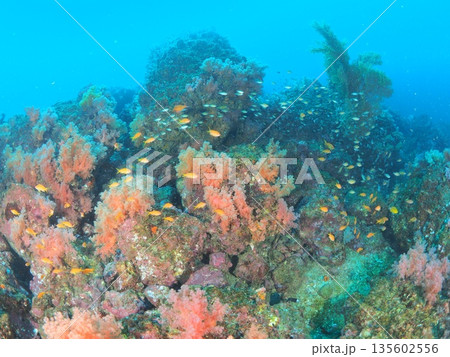 伊豆・伊東　コピースペースのあるソフトコーラルの海中風景　キンギョハナダイが泳ぐ水中背景素材 135602556