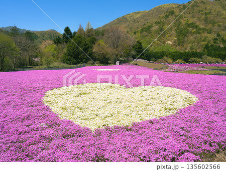 富士本栖湖リゾートの芝桜まつりで芝桜で作られたハートマーク 135602566