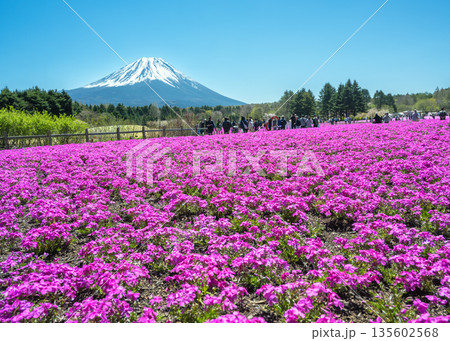 富士本栖湖リゾートの芝桜まつり会場の鮮やかなピンクの芝桜の後ろに富士山が見える風景 富士本栖湖リゾートの芝桜まつり会場の鮮やかなピンクの芝桜の後ろに富士山が見える風景 135602568