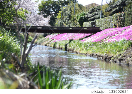 芝桜 芝桜 135602624