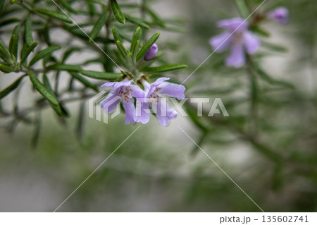 ローズマリーの花 135602741