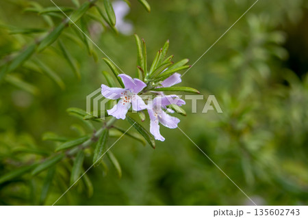 ローズマリーの花 135602743