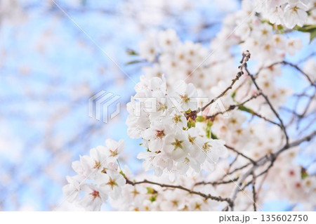 快晴の日の桜の花 快晴の日の桜の花 135602750