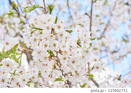 北海道の公園に咲く桜の花 北海道の公園に咲く桜の花 135602751