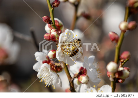梅の花（白梅） 135602977