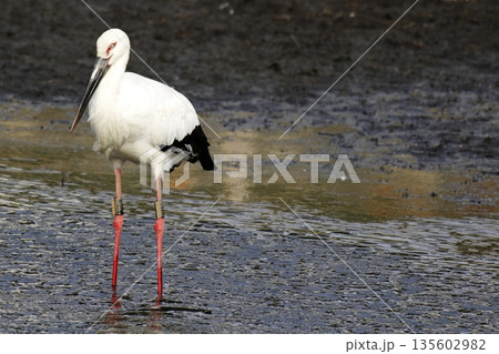 湿地に佇むコウノトリ 野生復帰と環境保全を象徴する日本の野鳥 湿地に佇むコウノトリ 野生復帰と環境保全を象徴する日本の野鳥 135602982