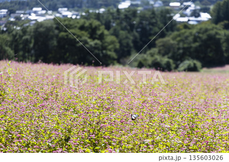 長野県箕輪町に広がる赤そばの里と満開の花畑を舞うアサギマダラ 長野県箕輪町に広がる赤そばの里と満開の花畑を舞うアサギマダラ 135603026