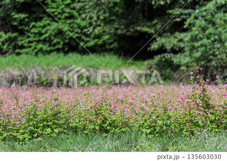 長野県箕輪町に広がる赤そばの里と満開の花畑風景 135603030
