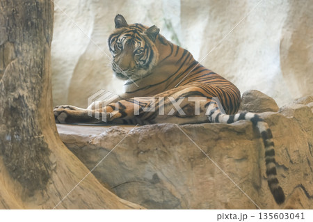 Close up Indochinese tiger is beautiful animal Close up Indochinese tiger is beautiful animal 135603041