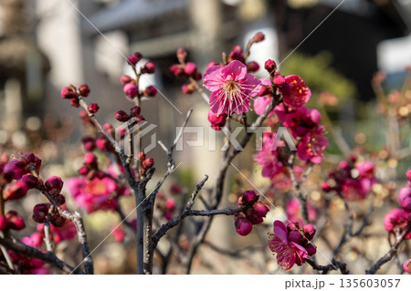 梅の花（紅梅） 135603057