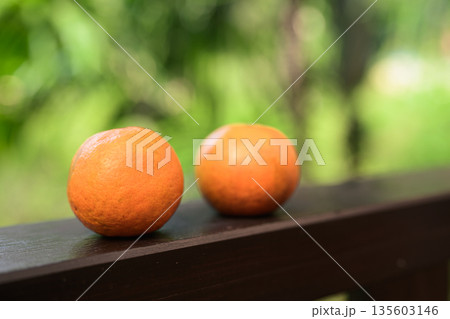 Two Fresh Oranges with Tropical Leaves Background for Healthy Lifestyle Concept 135603146