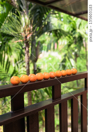 Many Fresh Oranges with Tropical Leaves Background for Healthy Lifestyle Concept Many Fresh Oranges with Tropical Leaves Background for Healthy Lifestyle Concept 135603183