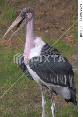 なじみ客からハゲコと呼ばれても受け入れるアフリカハゲコウ 135603524