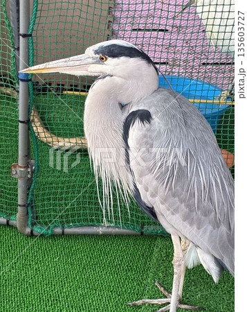 千葉県市川市にある野鳥病院で保護された「アオサギ」 135603727