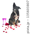 border collie and valentine day 135603807