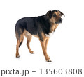 german shepherd mix breed 135603808