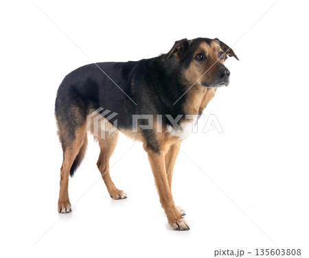 german shepherd mix breed 135603808