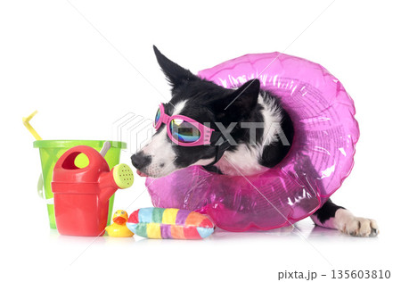 border collie in studio border collie in studio 135603810
