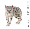 bengal cat in studio 135603811
