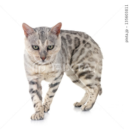 bengal cat in studio 135603811