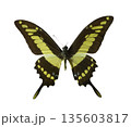 Papilio thoas in studio 135603817
