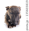 miniature bull terrier in studio 135603819