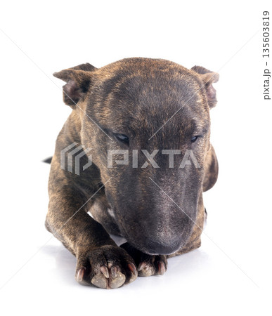 miniature bull terrier in studio miniature bull terrier in studio 135603819