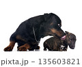 miniature bull terrier and rottweiler 135603821