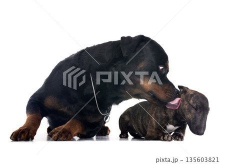 miniature bull terrier and rottweiler miniature bull terrier and rottweiler 135603821