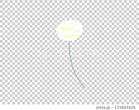 シロツメグサの花 135603826
