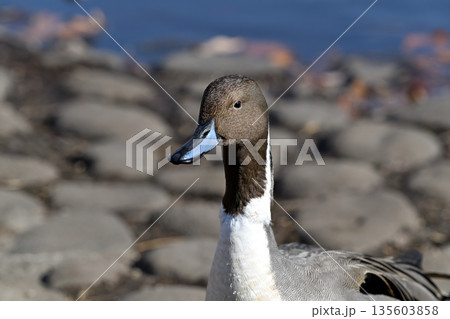 オナガガモ 135603858