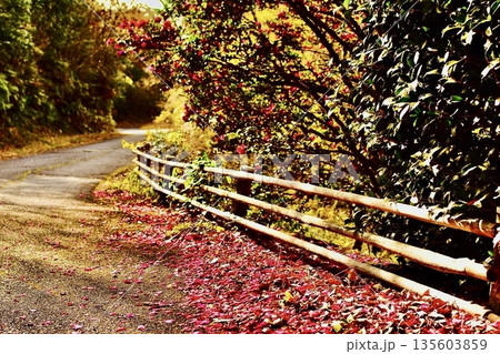 登山道に落ちた沢山のサザンカの花びら 135603859