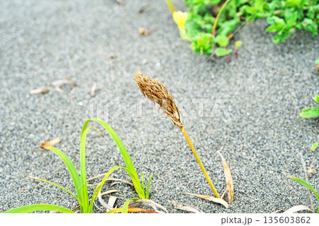 海岸の砂地のコウボウムギ(春、五月) 海岸の砂地のコウボウムギ(春、五月) 135603862