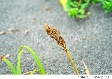 海岸の砂地のコウボウムギ（春、五月） 135603863