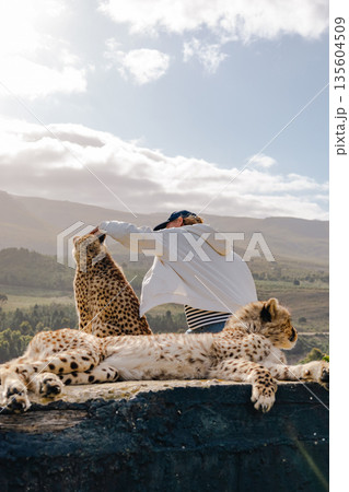Woman petting cheetahs in a rehabilitation center in South Africa. Animal care Woman petting cheetahs in a rehabilitation center in South Africa. Animal care 135604509