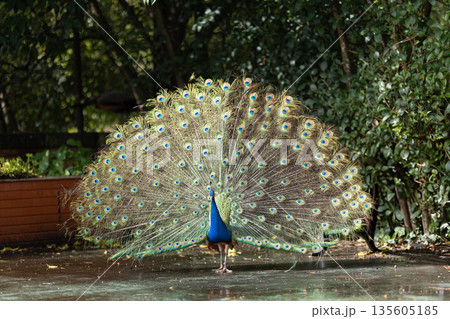 Peacock displaying beautiful iridescent fan tail feathers Peacock displaying beautiful iridescent fan tail feathers 135605185