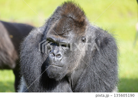 Gorilla observing viewer in natural habitat 135605190