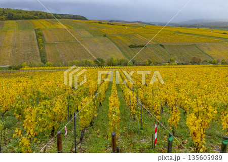 Chablis vineyard rows displaying vibrant autumn colors Chablis vineyard rows displaying vibrant autumn colors 135605989