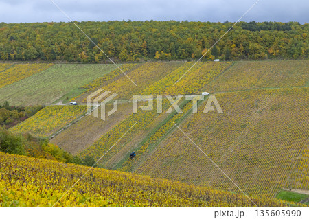 Chablis, France vineyard landscape displaying golden autumn colors Chablis, France vineyard landscape displaying golden autumn colors 135605990