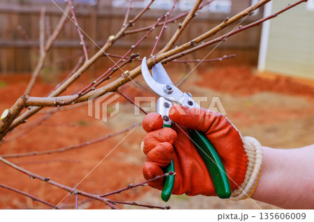 Gardener clips branches of small tree using pruning shears while wearing gloves in backyard 135606009