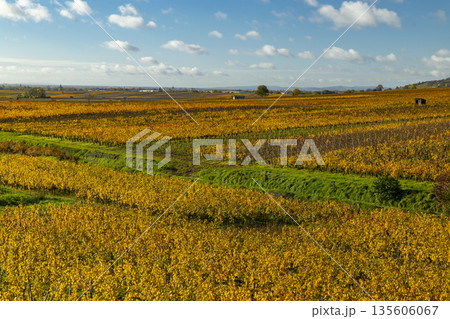 Golden autumn vineyards in Aloxe Corton, Bourgogne, France 135606067