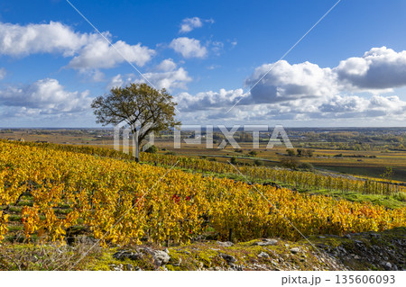 Autumnal vineyard landscape with lone tree in Bourgogne, France Autumnal vineyard landscape with lone tree in Bourgogne, France 135606093
