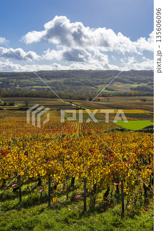 Autumn vineyard landscape in Santenay, Bourgogne Franche Comte, France Autumn vineyard landscape in Santenay, Bourgogne Franche Comte, France 135606096