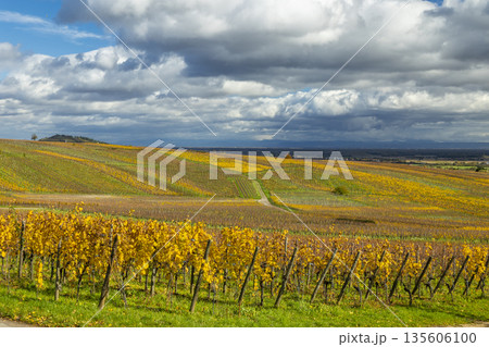 Alsatian vineyards changing colors in autumn season 135606100