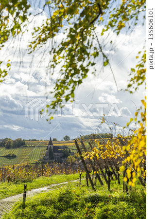 Hunawihr church standing among autumn Alsace vineyards 135606101