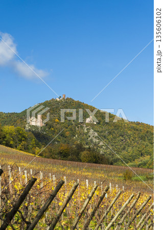 Vineyards with three castles of Eguisheim overlooking Hunawihr, France Vineyards with three castles of Eguisheim overlooking Hunawihr, France 135606102