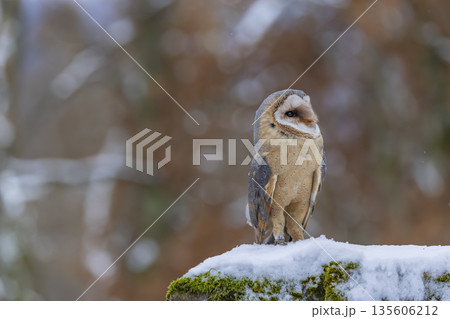 Barn owl perched on snow covered moss in winter forest Velka Fatra National Park Barn owl perched on snow covered moss in winter forest Velka Fatra National Park 135606212